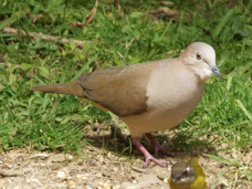 Dove White-tipped 2020