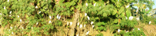 Egret Cattle colony 9663