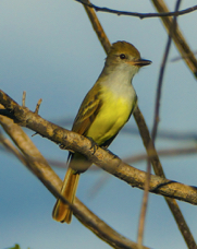 Brown-crested Flycatcher-1023