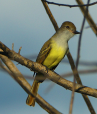 Brown-crested Flycatcher-1026