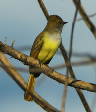Brown-crested Flycatcher-1037