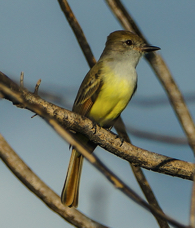 Brown-crested Flycatcher-1052