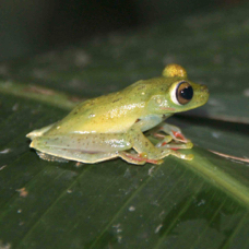 Frog Yellow-eyed Tree 7025