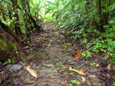 Esquinas Rain Forest Birdwalk Trail 30690