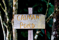 Esquinas Rain Forest Preserve Caiman Pond 3513