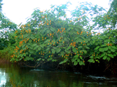 Cano Negro cassia trees 30650