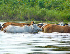 Cano Negro cattle bathing 3789