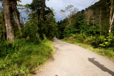 Bosque de Paz road 7187
