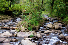 Bosque de Paz stream 7182