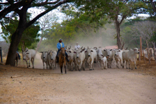 Hacienda Solimar Cattle rustling 7515