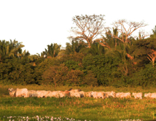 Hacienda Solomar cattle7459