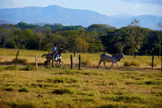 Hacienda Solimar Cowboys &  Cattle 7470