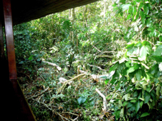 Selva Verde lodge fallen tree 30628