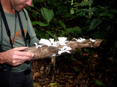Selva Verde Biological Station mushrooms 30625