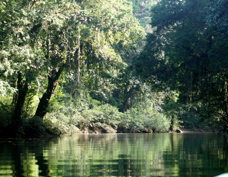 Selva Verde Sarapiqu River 9459
