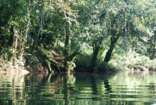 Selva Verde Sarapiqui River 9465