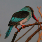 Blue-breasted Kingfisher-584