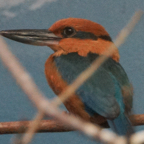 Micronesian Kingfisher-91