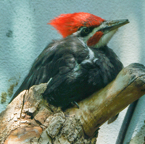 Pilated Woodpecker-479