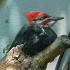 Pilated Woodpecker-497
