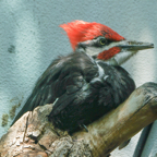 Piliated Woodpecker-482