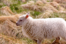 Flatey sheep 0115