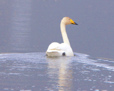 Whooper Swan 0267