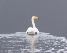 Whooper Swan 0266
