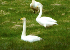 Whooper Swan 9339
