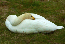 Whooper Swan 9557