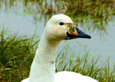 Whooper Swan 9599