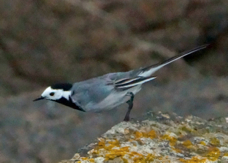 White Wagtail 8649