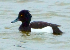 Tufted Duck male 9605