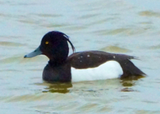 Tufted Duck male 9608