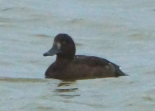 Tufted Duck female 9586