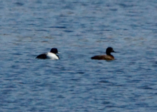 Tufted Duck 8121