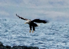White-tailed Eagle 9283