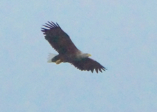 White-tailed Eagle 9272