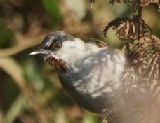 Warbler Grey-capped 0872