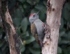 Woodpecker Grey 8777