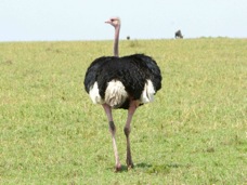 Ostrich 30102
