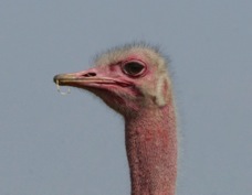 Ostrich 1198