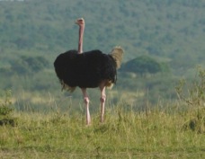 Ostrich 9344