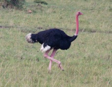Ostrich Masai Maa 077