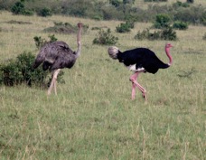 Ostrich female & male Sa 096
