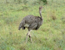Ostrich female 6604