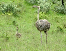 Ostrich female and chick 0246