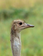 Ostrich head 6600