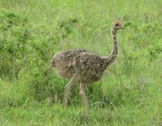 Ostrich juvenile 0236