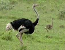 Ostrich male and chick 0241